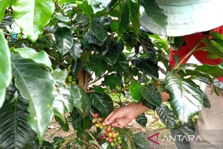 Kabupaten Solok Genjot Produksi Kopi Lokal dengan Target Perluasan 2.000 Hektare